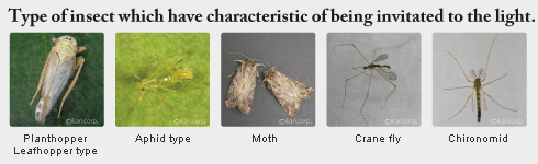 type of insect which have characteristic of being invitated to the light